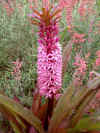EUCOMIS (Pineapple flower)