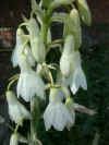 GALTONIA CANDICANS (Summer Hyacinth)