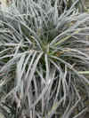 OPHIOPOGON PLANISCAPUS 'KOKURYU'  (Black Grass)