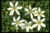 ZEPHYRANTHES (Flowers of the Western Wind)