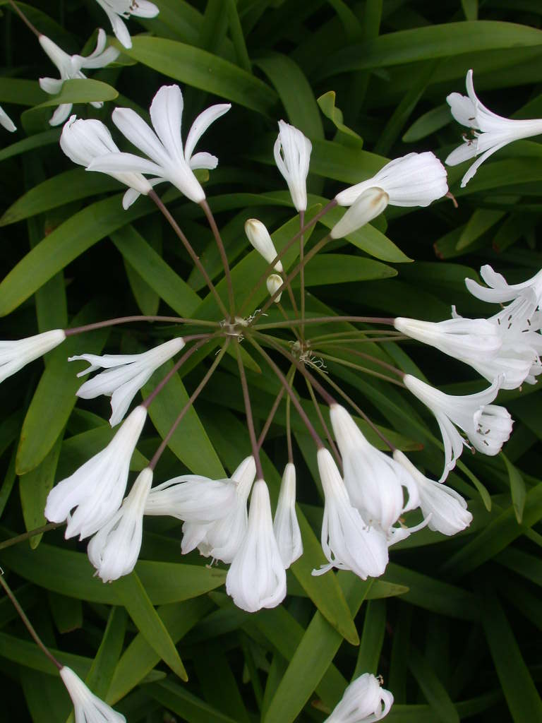 AGAPANTHUS LADY MOORE