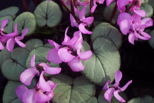 CYCLAMEN COUM PEWTER GROUP
