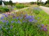  AGAPANTHUS: COLLECTION NO 1