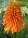 KNIPHOFIA WOL'S RED SEEDLING