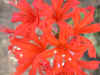 NERINE SARNIENSIS CORUSCA MAJOR(Guernsey Lily)